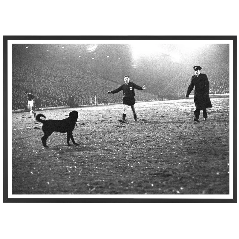 Un chien sur la pelouse de Leeds, 1966