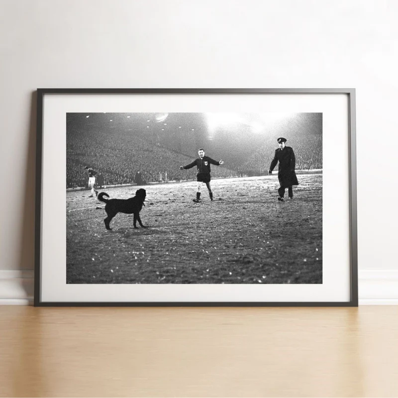Un chien sur la pelouse de Leeds, 1966 - Image 2
