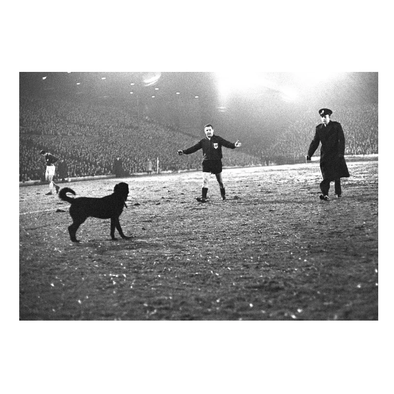 Un chien sur la pelouse de Leeds, 1966 - Image 3